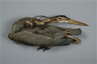 藏品(紫鷺)的圖片